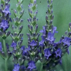 ラベンダー  ラバンディン系 ボゴング 3号 (直径9cm) ポット苗　1株  ハーブ イングリッシュガーデン 寄せ植え【Ｎ】