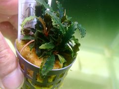 セファロタス Big Boy(ビッグボーイ)① 食虫植物 【匿名配送】 - メルカリ