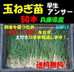 玉ねぎ苗(早生 アンサー)　50本以上　玉葱 タマネギ