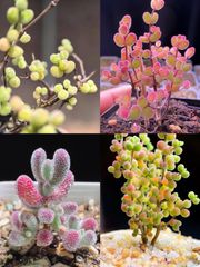 速達便で発送❣️多肉植物　ドロサンテマム　キラキラ  4点セット　カット12本