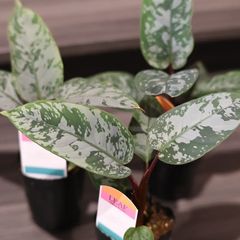 コルジリネ カンカン キャンキャン 多年草 宿根草 ドライガーデン トロピカル 観葉植物 6号 苗 コルディリネ ドラセナ - メルカリ