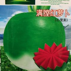 中国水果萝卜 满堂红萝卜 大根の種 50粒 ビタミン大根