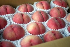 クール便 あんず 信州大実8kg（4kg×2箱） 長野県産