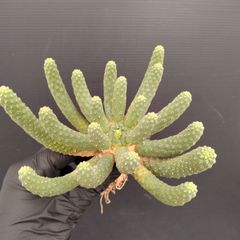 K327【最新到着】Euphorbia　エスクレンタ（抜き苗）【塊根植物】ユーフォルビア　エスクレンタ