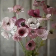 プリンセスパールカット苗ですが、チョビ根あり大苗