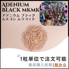 黒肌【種子】アデニウム ブラック ムエコンムラコット/セット割あり 数量1粒から