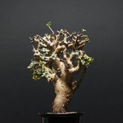 "Commiphora stocksiana" コミフォラ ストックシアナ 管理2300