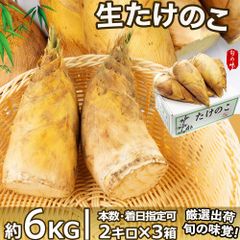 生たけのこ 約6kg 5~10本入×3箱 中国産タケノコ 旬の食材 冬笋 竹笋