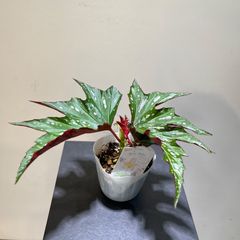 ベゴニア　アリスN　抜き苗