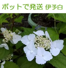 2024年最新】紫陽花苗白の人気アイテム - メルカリ