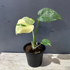 【現品】⑥ モンステラ デリシオーサ タイコンステレーション 3.5号 観葉植物 斑入り レア品種 インテリア