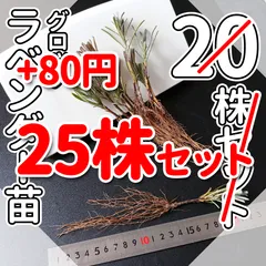 2026年最新】バラ挿し穂 セットの人気アイテム - メルカリ