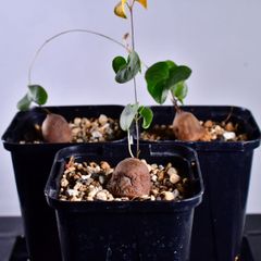 3O1 実生 3株 ディオスコレア エレファンティペス コーデックス 塊根植物 ディオスコレアエレファンティペス
