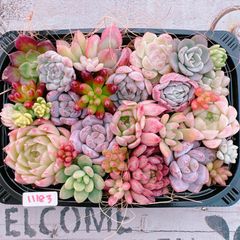 多肉植物 寄せ植えset♡11183