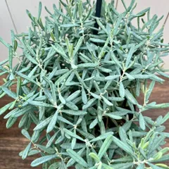 2025年最新】赤葉ツツジの人気アイテム - メルカリ