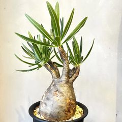 キフォステンマ　モンタグナッキー現地球　発根済 キフォステンマ モンタグナッキー 現地球 発根済み 2年管理