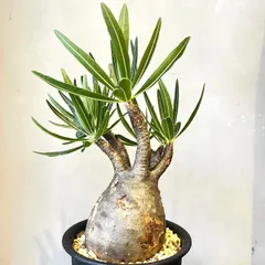 2025年最新】ウィンゾリー 現地球の人気アイテム - メルカリ