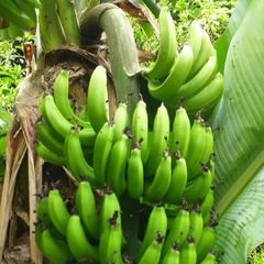 沖縄のバナナ　ブラジル種　4kg