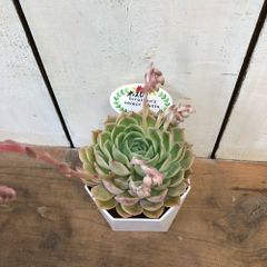 多肉植物エケベリア　オンスロー3.5号鉢