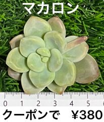 多肉植物  マカロン