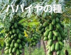 ＜フルーツの種＞パパイヤ　たね　PAPAYA　１０粒