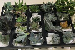 多肉植物　寄せ植え