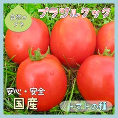 【国内育成・採取】 ブラジルクック 家庭菜園 種 タネ トマト 野菜