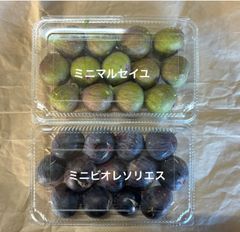 いちじく　マルセイユ、ビオレソリエス　ミニサイズ