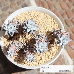 グリーニーホワイトフォームB TK160 ダドレア 3号ポット おすすめ販売 写真の子をお届け 特定販売