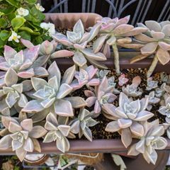 多肉植物朧月カット苗5個 - メルカリ