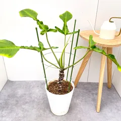 メルカリ便【フィロデンドロン・ジョーピー　var.】 2025年最新】フィロデンドロン ジョーピーの人気アイテム - メルカリ