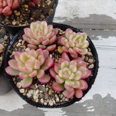 新入荷＆オリジナル品種