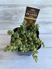 多肉植物　　斑入りグリーンネックレス　3寸　1つ　多肉　セダム