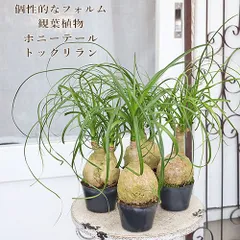 2024年最新】ポニーテール 観葉植物の人気アイテム - メルカリ