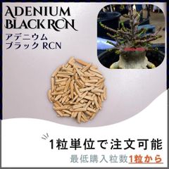 黒肌【種子】アデニウム ブラック RCN /セット割あり 数量1粒から