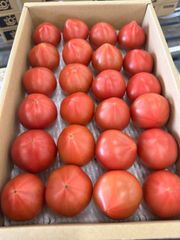 🆒便🍅今が旬🍅めちゃくちゃ美味いフルーツトマト　川江農園　2箱
