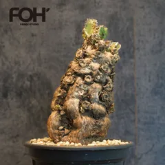特大　現地球　ムランジーナ 鉢付き　発根済 ユーフォルビア ムランジーナ 【発根済み】HK2402406 (T