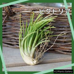 【ビクトリア】　エアプランツ　エアープランツ　チランジア