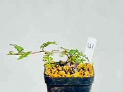 オペルクリカリア　パキプス　パワータンク131