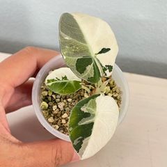 アロカシア　ブラックベルベット　ピンク斑　 Alocasia 'Black Velvet Pink Variegated'