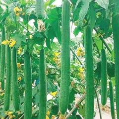 へちまの種　野菜の種　長香糸瓜　長さ50cm前後 固定種 お得な値段設定 20粒