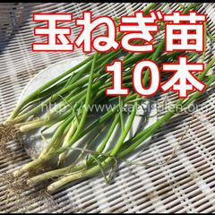 ■タマネギ苗もみじ3号(晩生)10本 大玉 育てやすい初心者向き簡単♪追加ok