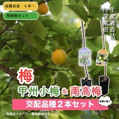 2024/12/6再入荷　甲州小梅＆南高梅　梅2種受粉樹セット