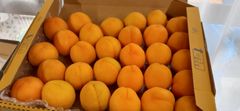 信州産平和あんず訳あり1キロ