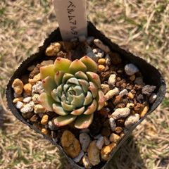 ベルムアルタイル　抜き苗　多肉植物　モフ多肉　グラプトペタルム