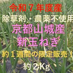 京都府山城産　新玉ねぎ約２ｋｇ