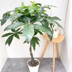 奄美ソテツ　蘇鉄【現品】観葉植物　ドライガーデン　大型　屋外 奄美ソテツ 蘇鉄【現品】観葉植物 ドライガーデン 大型 屋外