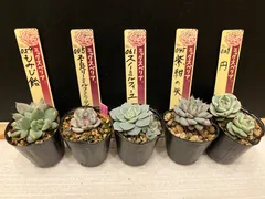 ヴィンテージレター札付きポットごとメルカリ便おらいさん苗