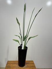 ストレチア　ユンケア　ノンリーフ　観葉植物　シンプル　かっこいい　オシャレ　リビング　インテリア　グリーン　シンボル　ツリー　ショップ　オフィス　カフェ