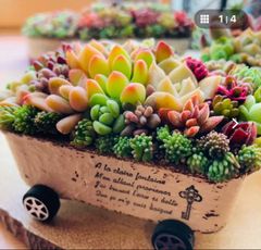 多肉植物寄せ植え そのまま飾れる ちまちま寄せ オーダー制